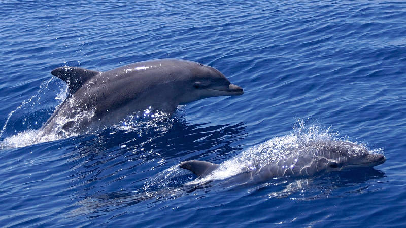 avvistamento-delfini-golfo-aranci